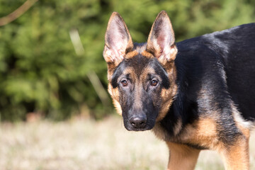 German Shepherd dog head shot