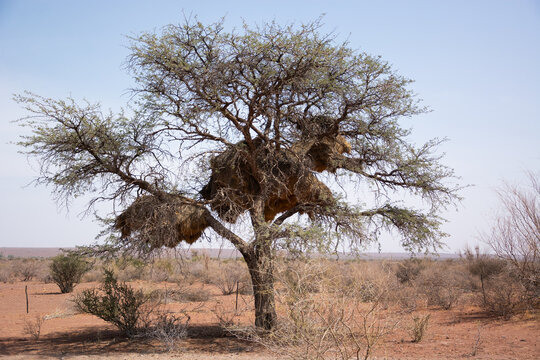 Nest of baya weaver birds