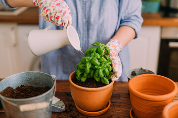 Repotting herbs at home