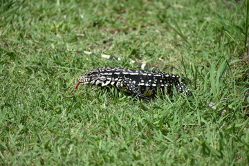 reptile on the grass