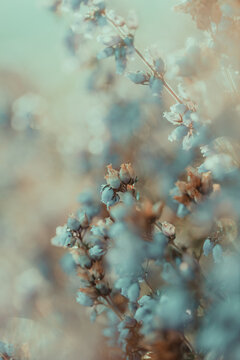 Dry Blue Plants