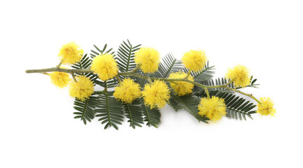Beautiful mimosa branch with yellow flowers on white background