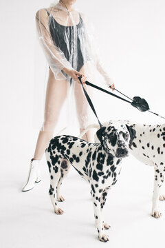 Two Dogs with Girl