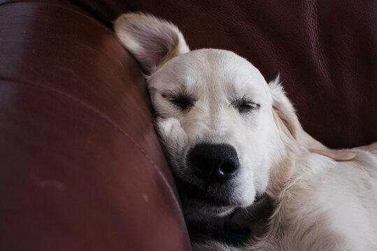 Puppy sleeping on a couch