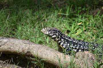 lizard on the tree