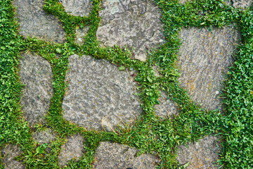 Top view of gray figured square pavement of one sized. Green grass grows in the seams.