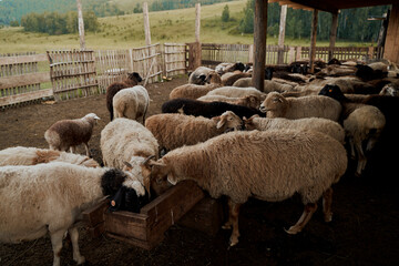 chipped sheep with gps tracker in their ears on an eco farm