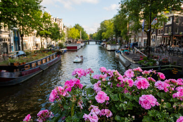 Beautiful pink flowers with a river and trees as background