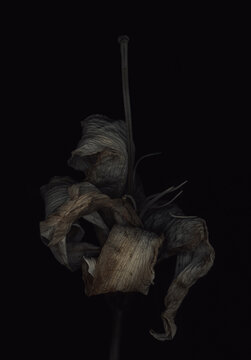 dry flower