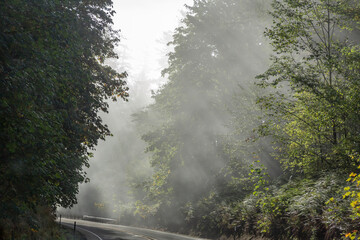 USA, Oregon. Trees in morning fog with God rays.