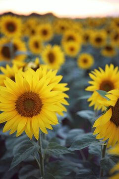 Vibrant Sunflowers In A Summer Field