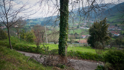 Árbol sin hojas con hiedra trepadora en el tronco