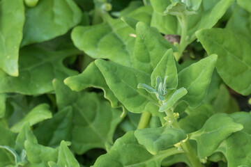 plant sea spinach leaves growing outdoor tetragonia tetragonoides