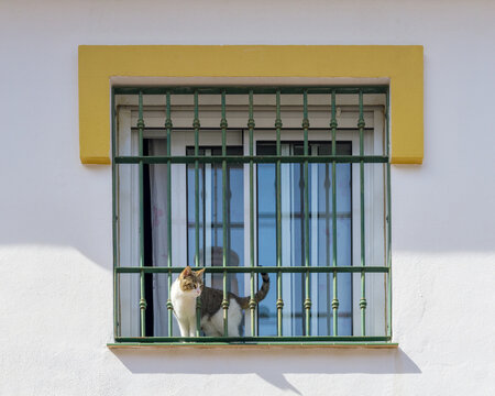 Cat sunbathing from the window of a house