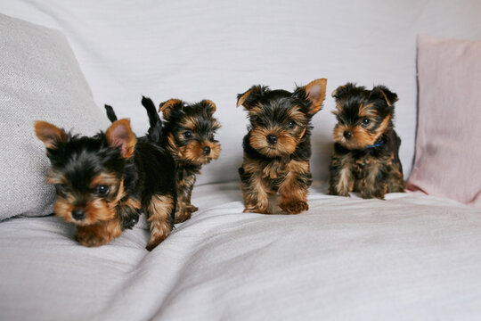 Yorkshire Terrier puppies on the sofa in the living room home