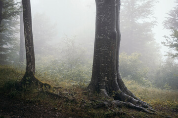 Giant old tree in mysterious forest with fog