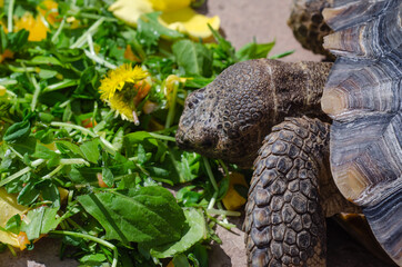 Tortoise Eating Dandelions