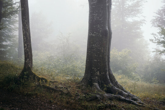 Giant Old Tree In Mysterious Forest With Fog