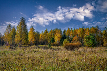 Fototapeta premium Mown meadow against a background of forest and blue sky with white clouds. The end of the summer.