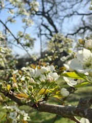 blooming tree Hill Country Fredericksburg Texas