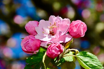 Pink flowers with bokeh background of color circles