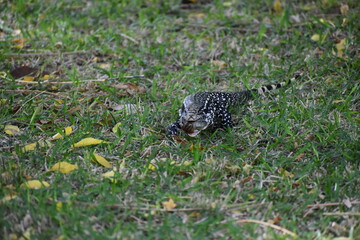 lizard on the ground