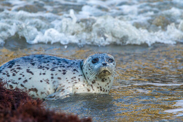 USA, Oregon, Bandon Beach. Harbor seal and beach wave.