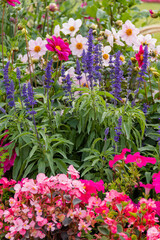 Group of different beautiful and colorful flowers in a garden