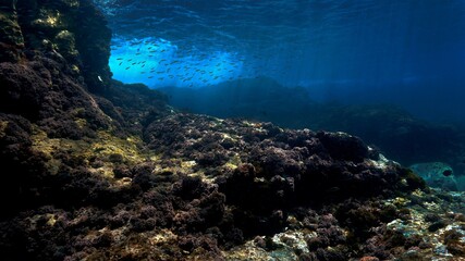 Fototapeta na wymiar Scenic Underwater landscape