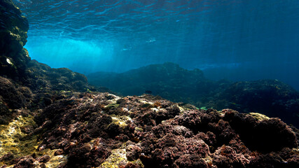 Scenic Underwater landscape