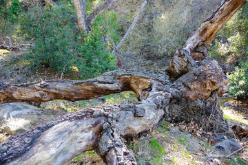Close-up view of a fallen tree trunk in the southern  California coastal natural wilderness