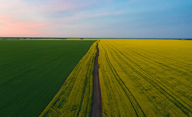 Yellow and green fields during sunset