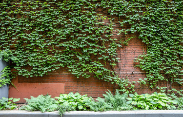Fototapeta na wymiar Green Climbers On Brick Wall