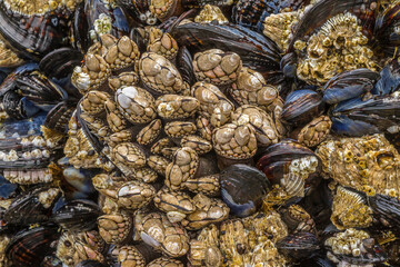 USA, Oregon, Bandon Beach. Barnacles and mussels close-up.