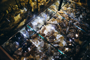 oysters in the aquarium dim light
