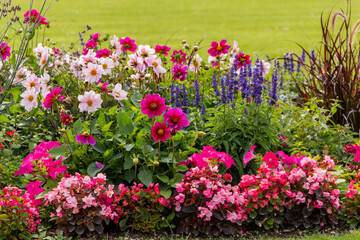 Group of different beautiful and colorful flowers in a garden