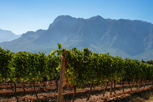 vineyard in south africa