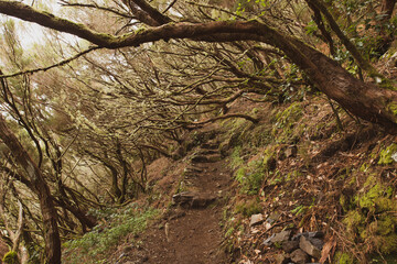 tree in the forest