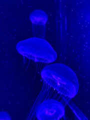 jelly fish in aquarium Galveston Texas