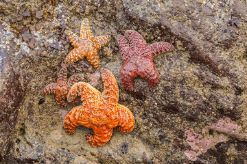 USA, Oregon, Bandon Beach. Sea stars exposed at low tide.