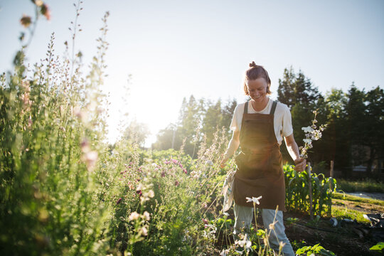Farmer harvesting flowers for making and selling boquets