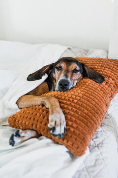 Dog cuddling pillow like human