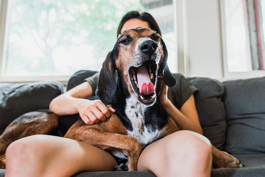 Funny Dog Yawning
