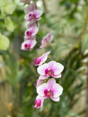 Fototapeta na wymiar pink and white orchid Galveston Texas