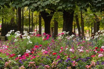 Group of different beautiful and colorful flowers with trees as background
