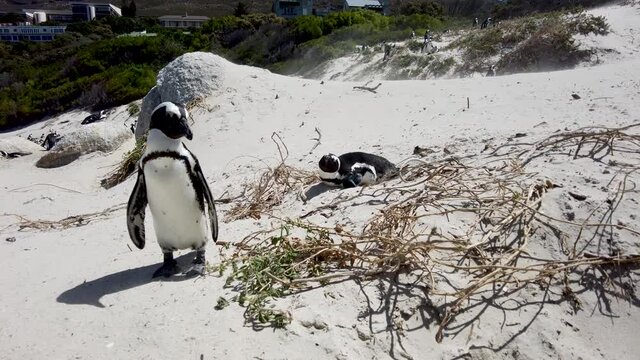 African penguin on sandy beach. Spheniscus demersus also known as jackass penguin and black-footed penguin on Boulders Penguin Colony on Boulders Beach Nature Reserve in Simon's Town in South Africa