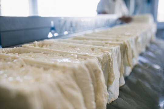 Curd in container at factory