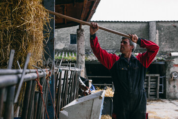 Male farmer working in barn