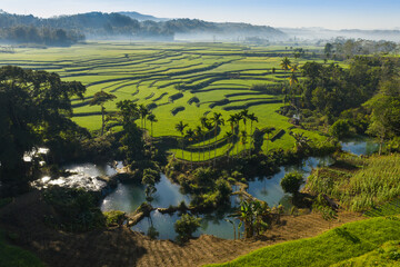 Green land with a rice paddies