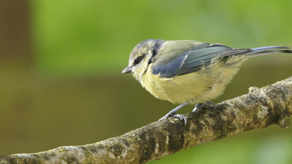 Blue Tit sitting in a hedge in UK